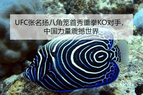 UFC张名扬八角笼首秀重拳KO对手，中国力量震撼世界